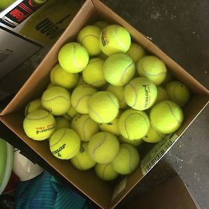 Dog Chews and Treats