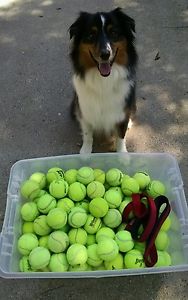 100 used INDOOR HARD COURT  tennis balls --  High Quality