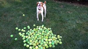 100 Dead Used TENNIS BALLS!!!  Perfect for Dog Toys!!!  FREE Shipping!!!!